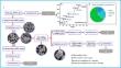 Influence of oxidation way on microstructure and oxides distribution of Ag–SnO2Sb2O3 materials