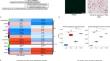 Integrated multi-omic high-throughput strategies across-species identified potential key diagnostic, prognostic, and therapeutic targets for atherosclerosis under high glucose conditions.