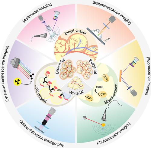 Optical imaging for brown or beige adipose tissue