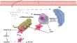 Potential of Natural Products in the Treatment of Glioma: Focus on Molecular Mechanisms