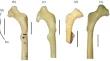 The Oldest Swallow (Aves: Passeriformes: Hirundinidae) from the Upper Lower Miocene of Southeastern Siberia.