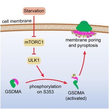 Starvation-induced phosphorylation activates gasdermin A to initiate pyroptosis