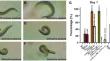 Novel C. elegans models of Lewy body disease reveal pathological protein interactions and widespread miRNA dysregulation.