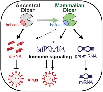 Beyond RNAi: How the Dicer protein modulates the antiviral innate immune response in mammalian cells: Mammalian Dicer could regulate the innate immune response in an RNAi-independent manner as a result of losing long dsRNA processive activity.