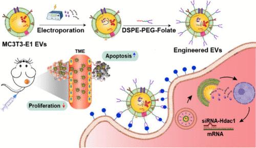 Surface Engineered Osteoblast-Extracellular Vesicles Serve as an Efficient Carrier for Drug and Small RNA to Actively Target Osteosarcoma.