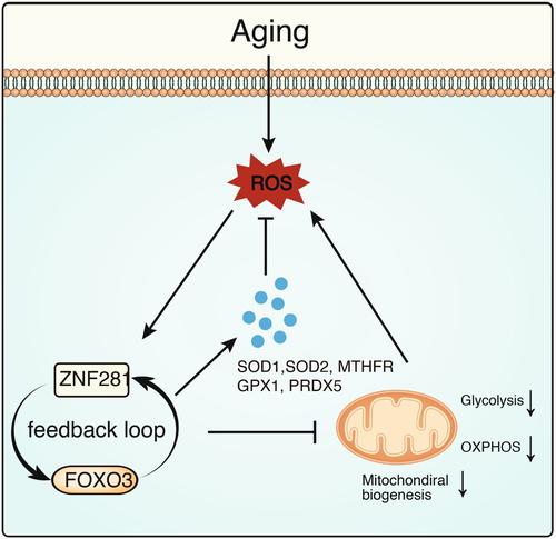 Comparative single‐cell transcriptomic analysis across tissues of aging primates reveals specific autologous activation of ZNF281 to mitigate oxidative stress in cornea