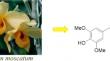 Moscatilin, a potential therapeutic agent for cancer treatment: insights into molecular mechanisms and clinical prospects.