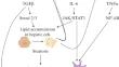 Non-Coding RNAs Involved in the Regulation of Signaling Pathways as Possible Markers of Non-Alcoholic Fatty Liver Disease Progression