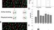 Multivariate Patterns of fMRI Activity in Human V2 Predict Feature Binding of Color and Motion.