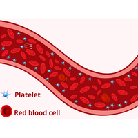 Platelet margination dynamics in blood flow: The role of lift forces and red blood cells aggregation