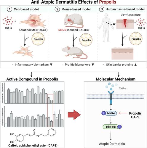 Propolis suppresses atopic dermatitis through targeting the MKK4 pathway.