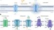 Progress of the Impact of Terahertz Radiation on Ion Channel Kinetics in Neuronal Cells.