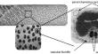 Macro- and micromechanical behavior of oil palm wood (Elaeis guineensis Jacq.): tensile, compression and bending properties