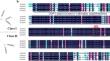 Molecular characterization of a sweetpotato stress tolerance-associated GDP-L-galactose phosphorylase gene (IbGGP1) in response to abiotic stress