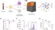 Phenotypic profiling of human induced regulatory T cells at early differentiation: insights into distinct immunosuppressive potential