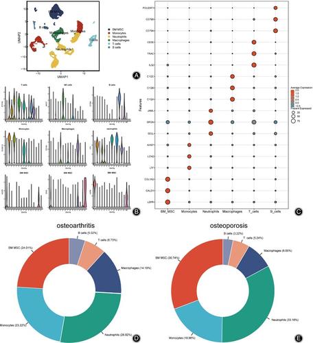 Multi-omics Analysis to Identify Key Immune Genes for Osteoporosis based on Machine Learning and Single-cell Analysis.