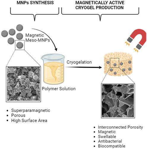 Imparting of Nearly Superparamagnetic Properties to Cryogel Scaffolds With Mesoporous MNPs for Magneto-Sensitive Tissue Engineering Strategies.