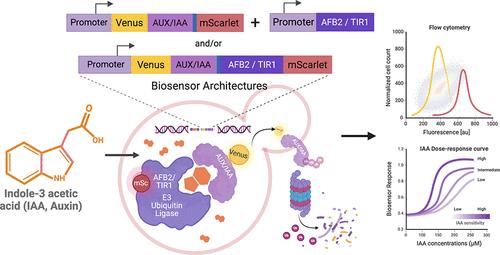 Genetically Encoded, Noise-Tolerant, Auxin Biosensors in Yeast.