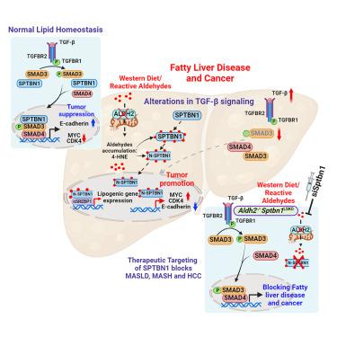 Aldehydes alter TGF-β signaling and induce obesity and cancer.