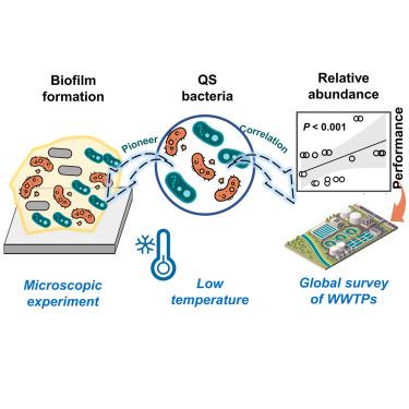 The role of bacterial communication in activated sludge at low temperatures