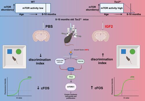 Premature cognitive decline in a mouse model of tuberous sclerosis.