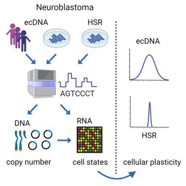 Intercellular extrachromosomal DNA copy-number heterogeneity drives neuroblastoma cell state diversity