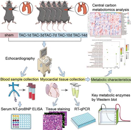 Characteristics of Myocardial Structure and Central Carbon Metabolism during the Early and Compensatory Stages of Cardiac Hypertrophy.