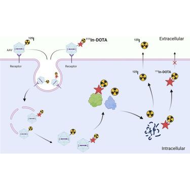 A novel approach to quantitate biodistribution and transduction of adeno-associated virus gene therapy using radiolabeled AAV vectors in mice