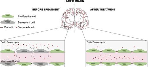 Blood–brain barrier dysfunction in aging is mediated by brain endothelial senescence