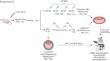 Experimental Approaches to Controlled Diapause in Mammals