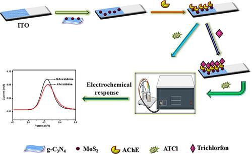 A Novel Acetylcholinesterase-Based Electrochemical Biosensor Using g-C3N4@MoS2 Nanohybrid for the Detection of Trichlorfon