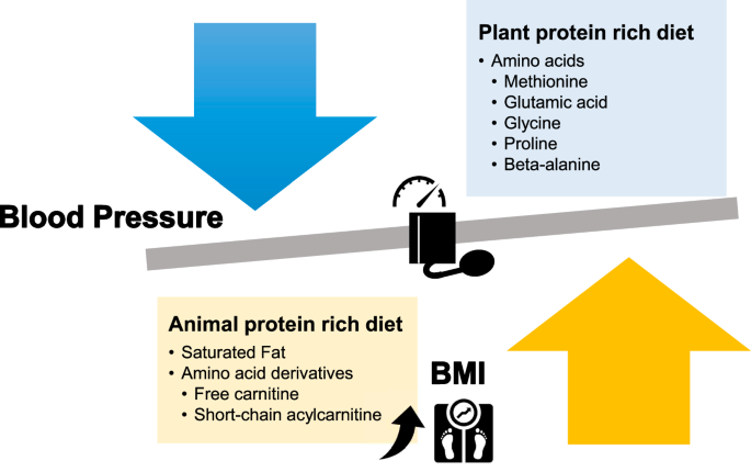 Amino acid profiles associated with plant-rich protein diets may contribute to lower blood pressure.