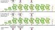 Inoculative releases of Telenomus podisi Ashmead (Hymenoptera: Scelionidae) for management of the stink bug complex in soybean crops