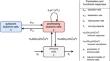 Dynamics and bifurcations in a model of chronic myeloid leukemia with optimal immune response windows.