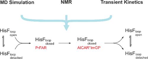 Conformational Modulation of a Mobile Loop Controls Catalysis in the (βα)<sub>8</sub>-Barrel Enzyme of Histidine Biosynthesis HisF.