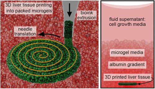 Determining Rates of Molecular Secretion from Supernatant Concentration Measurements in a 3D-Bioprinted Human Liver Tissue Model