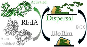 Control of phosphodiesterase activity in the regulator of biofilm dispersal RbdA from Pseudomonas aeruginosa†