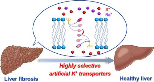 Highly Selective Artificial K+ Transporters Reverse Liver Fibrosis In Vivo