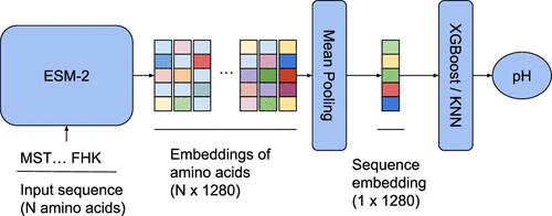 Approaching Optimal pH Enzyme Prediction with Large Language Models.