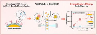 Revolutionizing the capture efficiency of ultrasensitive digital ELISA via an antibody oriented-immobilization strategy