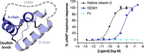 Engineering and Characterization of a Long-Half-Life Relaxin Receptor RXFP1 Agonist.