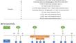 Population Pharmacokinetics and Target Attainment of Allopurinol and Oxypurinol Before, During, and After Cardiac Surgery with Cardiopulmonary Bypass in Neonates with Critical Congenital Heart Disease.