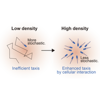 Collective gradient sensing by dilute swimming bacteria without clustering