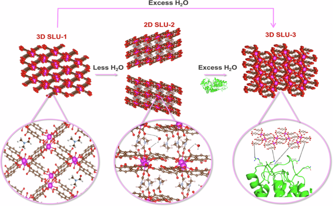 Transformation of europium metal-organic framework from 3D via 2D into exfoliating 3D for enzyme immobilization