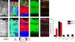 Hydrogen Diffusion in Al–Si-Coating Layer of Press-Hardening Steel