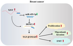 LncRNA XIST/miR-455-3p/HOXC4 axis promotes breast cancer development by activating TGF-β/SMAD signaling pathway