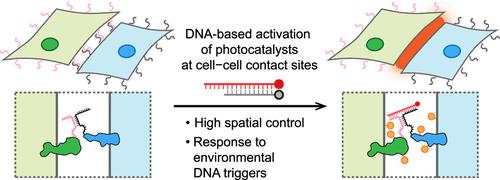 DNA-Directed Activation of Photocatalytic Labeling at Cell-Cell Contact Sites.