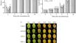 Melatonin improves the postharvest anthracnose resistance of mango fruit by regulating antioxidant activity, the phenylpropane pathway and cell wall metabolism