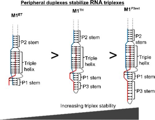 A Newly Identified Peripheral Duplex Anchors and Stabilizes the MALAT1 Triplex.