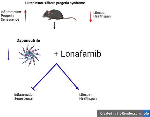 The NLRP3 inhibitor Dapansutrile improves the therapeutic action of lonafarnib on progeroid mice